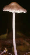 Image of Mycena polygramma (Bull.) Gray 1821