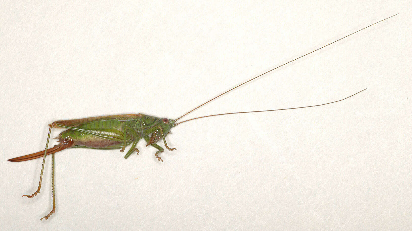 Image of Long-winged conehead