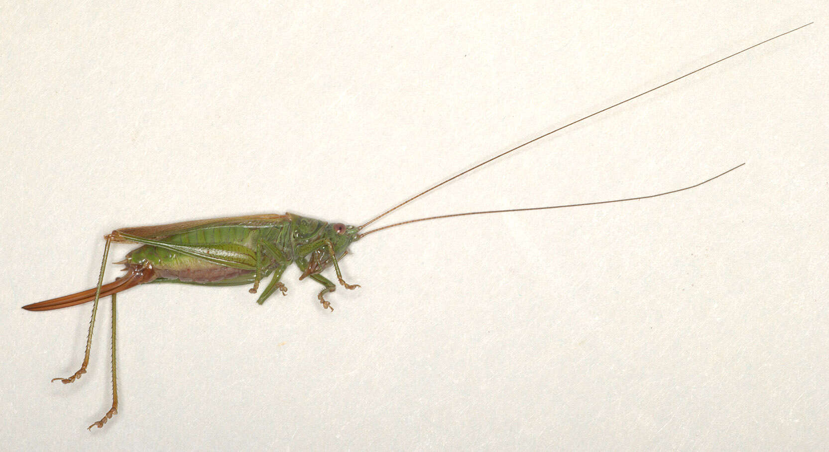 Слика од Conocephalus (Anisoptera) fuscus (Fabricius 1793)