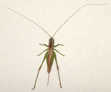 Image of Long-winged conehead