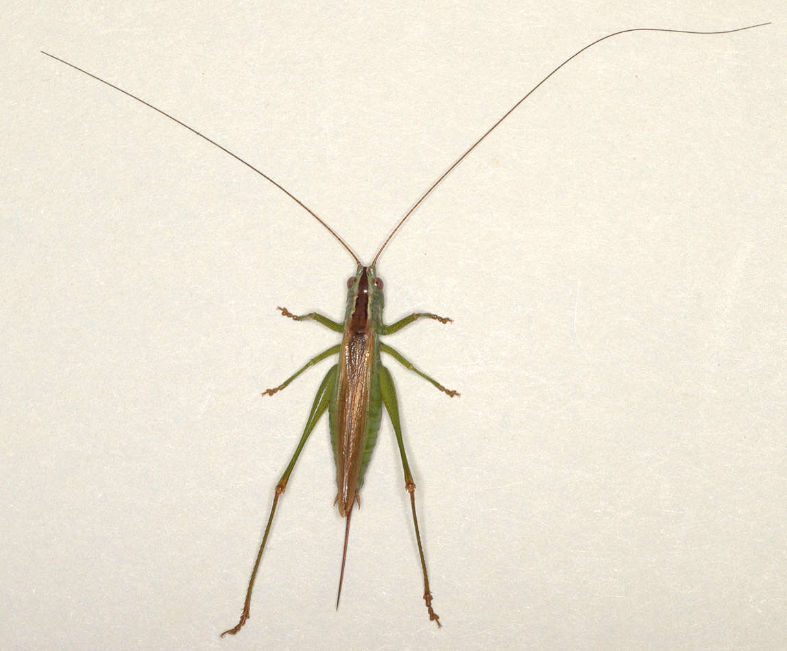 Image of Long-winged conehead