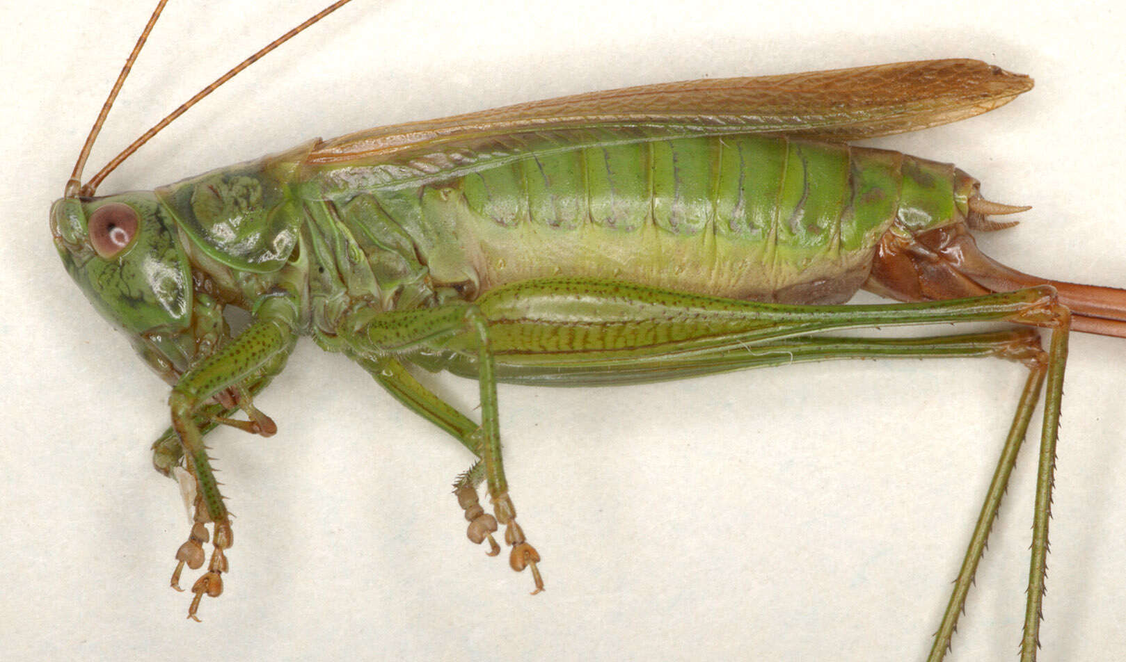 Image of Long-winged conehead