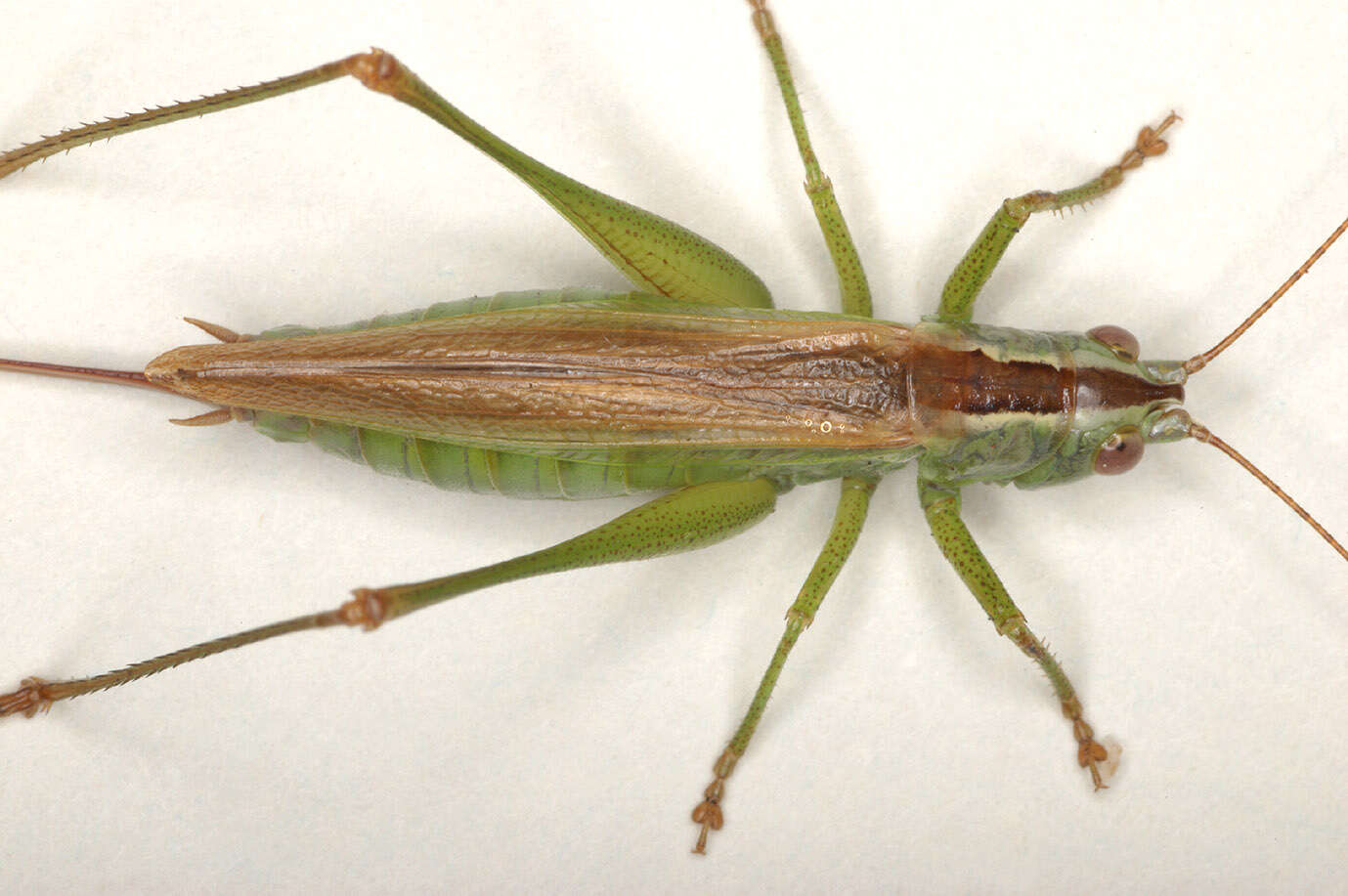 Image of Long-winged conehead