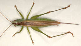 Image of Long-winged conehead