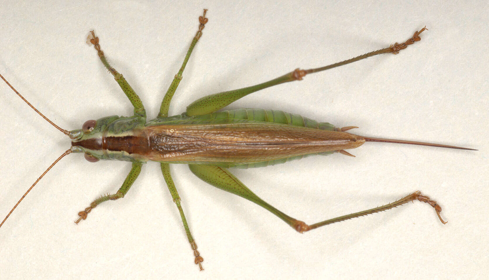 Слика од Conocephalus (Anisoptera) fuscus (Fabricius 1793)