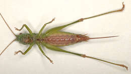 Image of Long-winged conehead