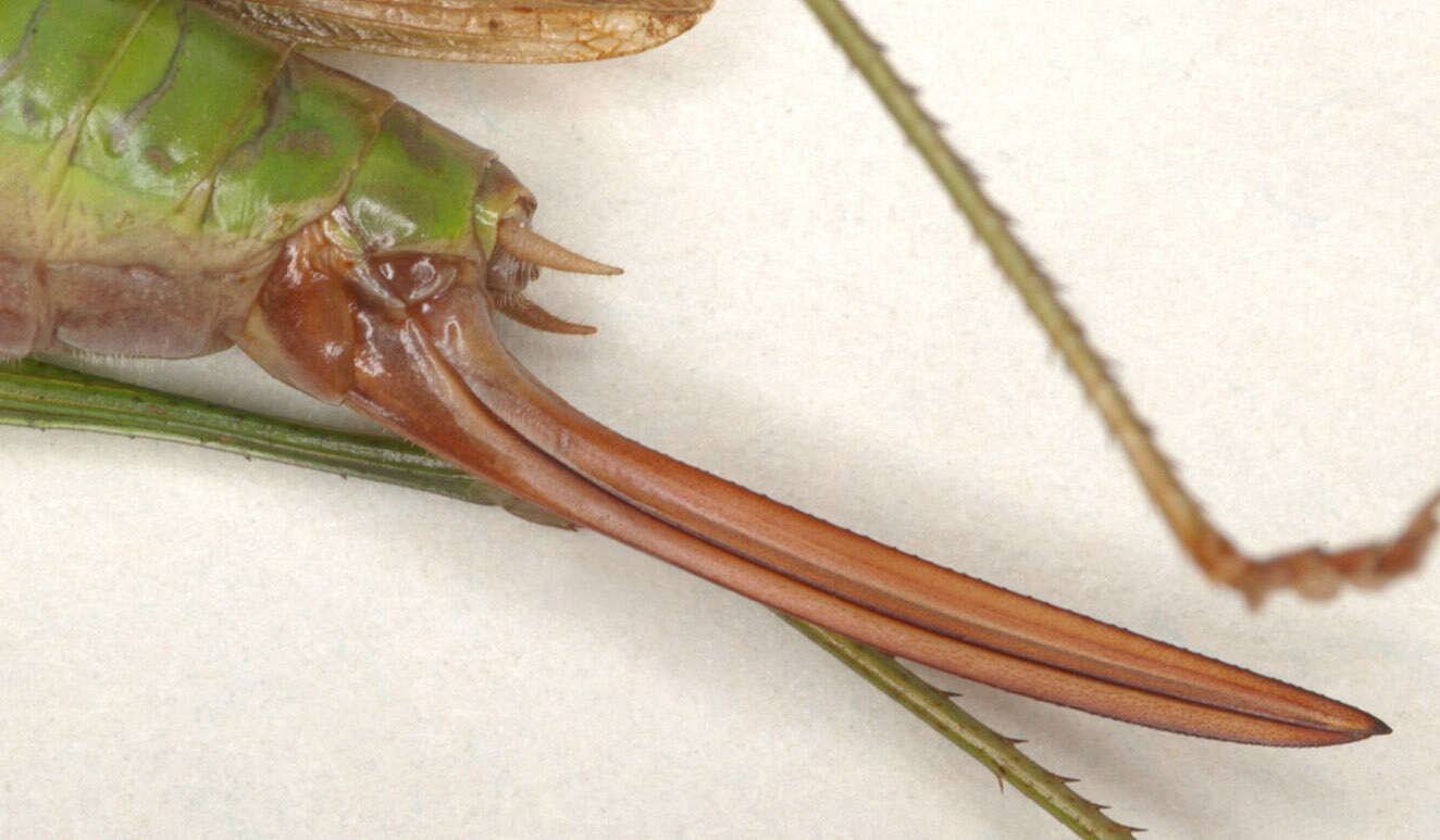 Image of Long-winged conehead