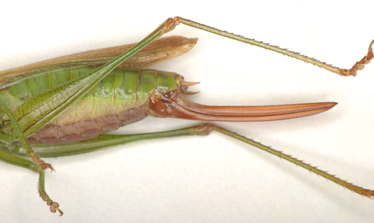 Image of Long-winged conehead