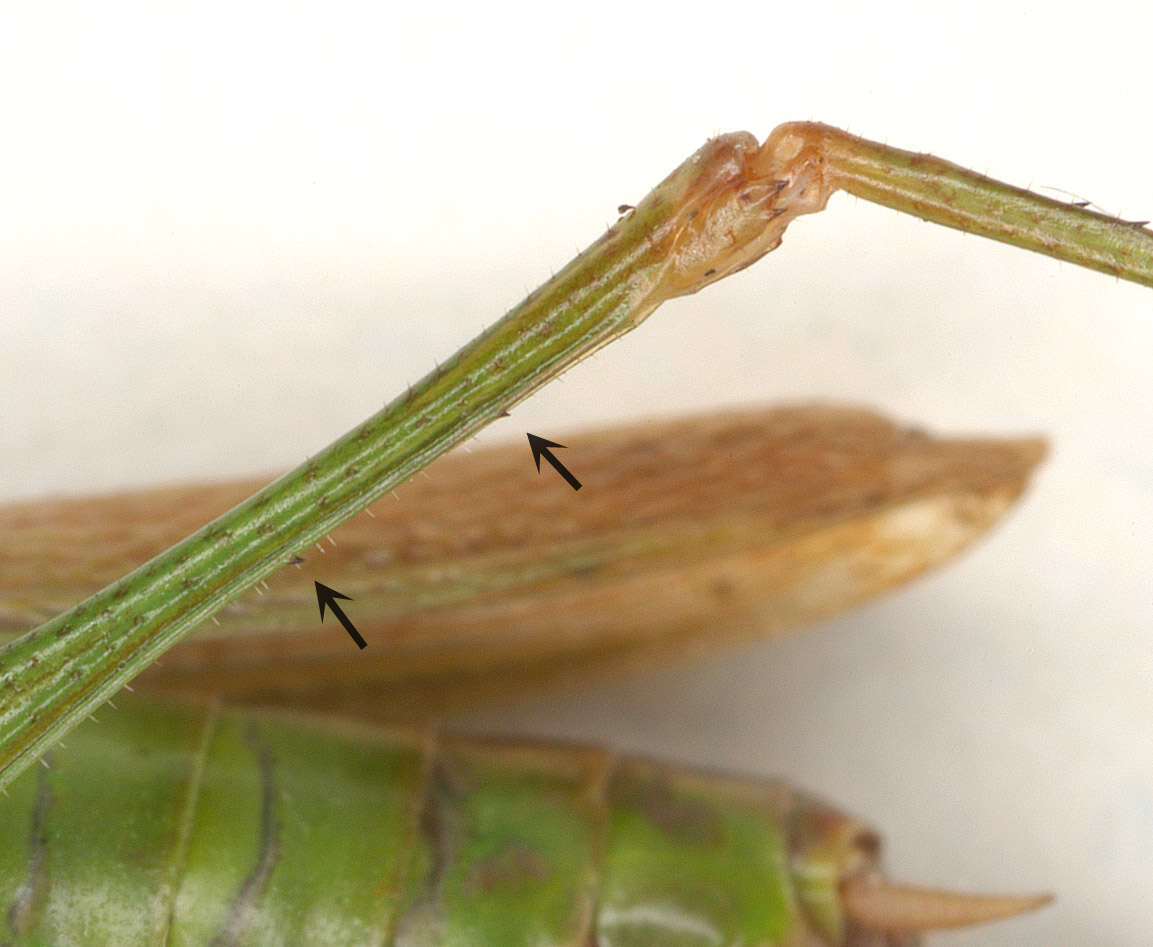 Image of Long-winged conehead