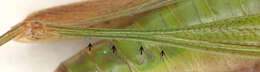 Image of Long-winged conehead