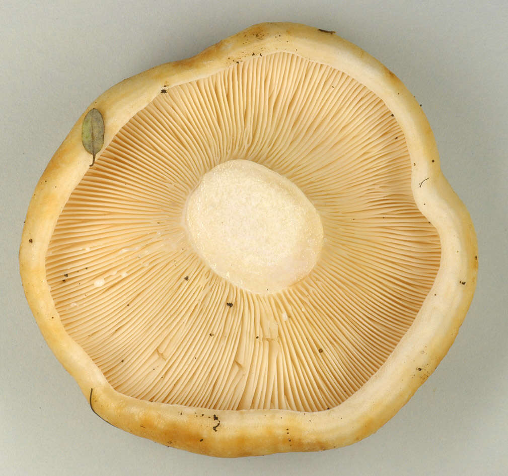 صورة Lactarius evosmus Kühner & Romagn. 1954