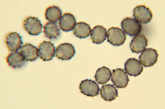 Image de Lactarius evosmus Kühner & Romagn. 1954