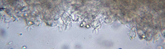 Image of Mycena epipterygia (Scop.) Gray 1821