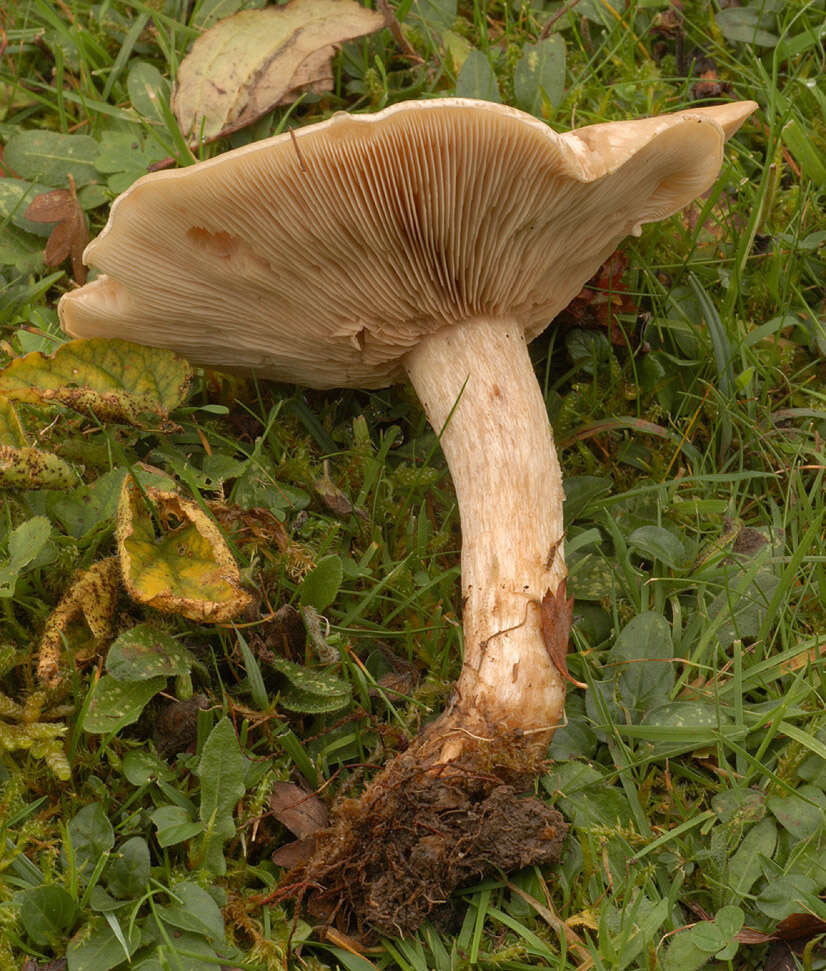 Image of Lepista panaeolus (Fr.) P. Karst. 1879