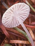 Image of Mycena cinerella (P. Karst.) P. Karst. 1879