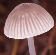 Image of Mycena cinerella (P. Karst.) P. Karst. 1879