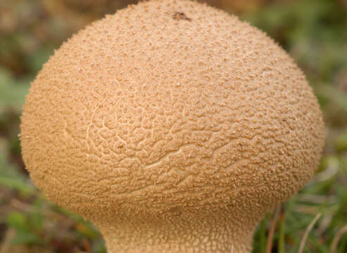 Image of Lycoperdon lividum Pers. 1809