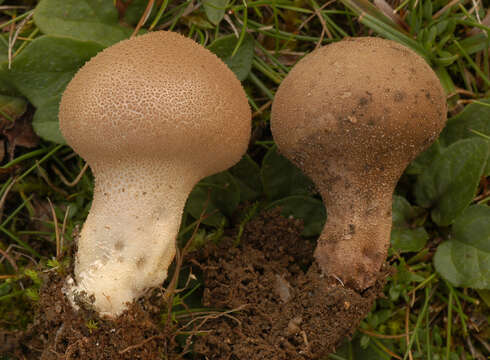 Image of Lycoperdon lividum Pers. 1809