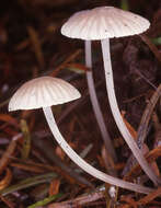 Image of Mycena cinerella (P. Karst.) P. Karst. 1879