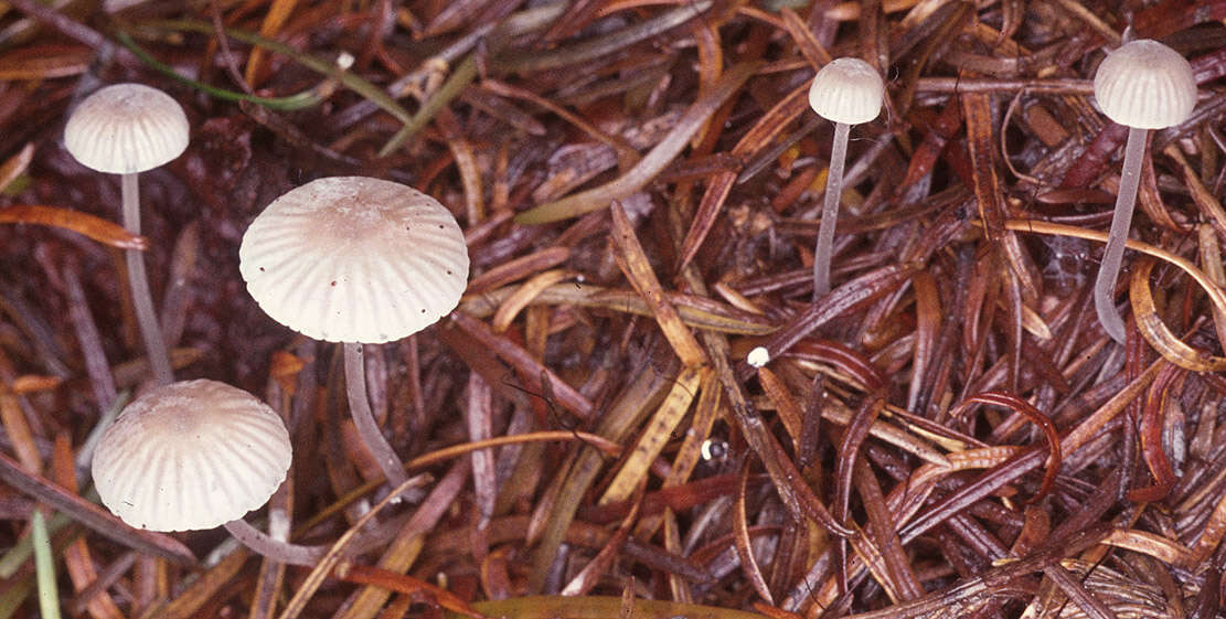 Image of Mycena cinerella (P. Karst.) P. Karst. 1879