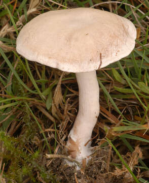 Image of Sweating mushroom