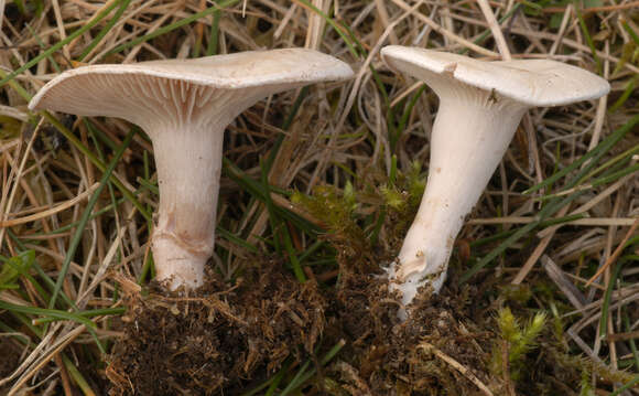 Image of Sweating mushroom