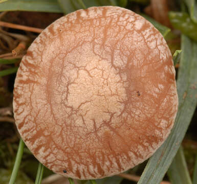 Image of Sweating mushroom