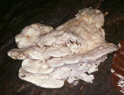 Image of White Cheese Polypore