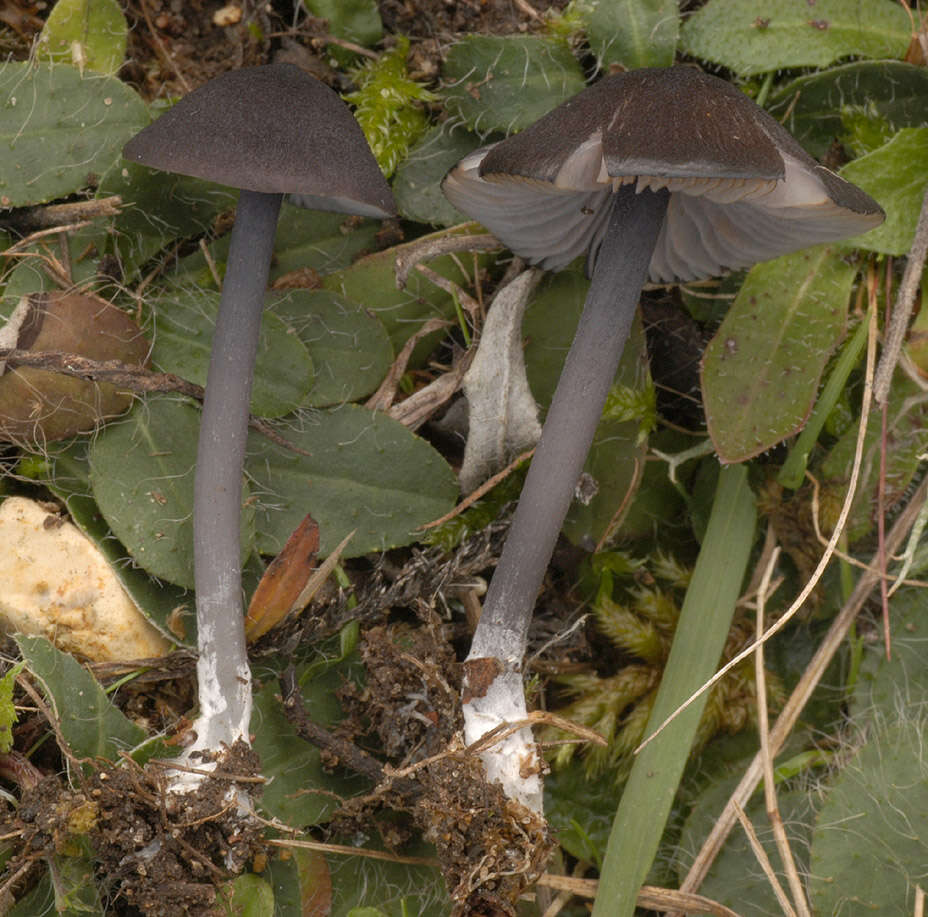 Image of Entoloma serrulatum (Fr.) Hesler 1967