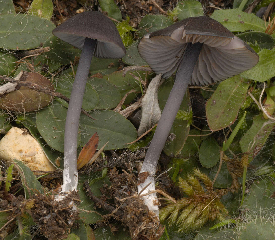 Image of Entoloma serrulatum (Fr.) Hesler 1967