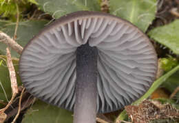 Image of Entoloma serrulatum (Fr.) Hesler 1967