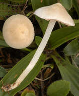 Image of Entoloma rugosum (Malençon) Bon 1983