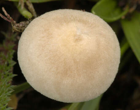 Image of Entoloma rugosum (Malençon) Bon 1983