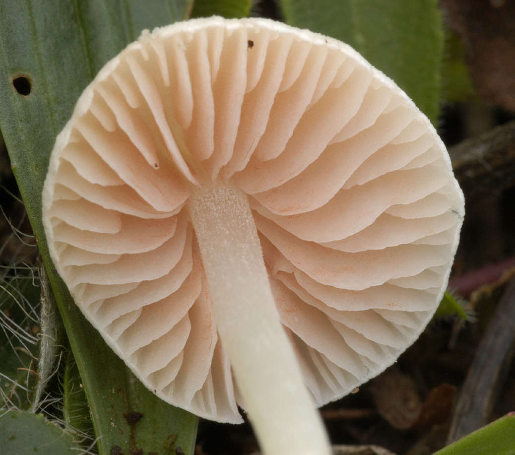 Image of Entoloma rugosum (Malençon) Bon 1983