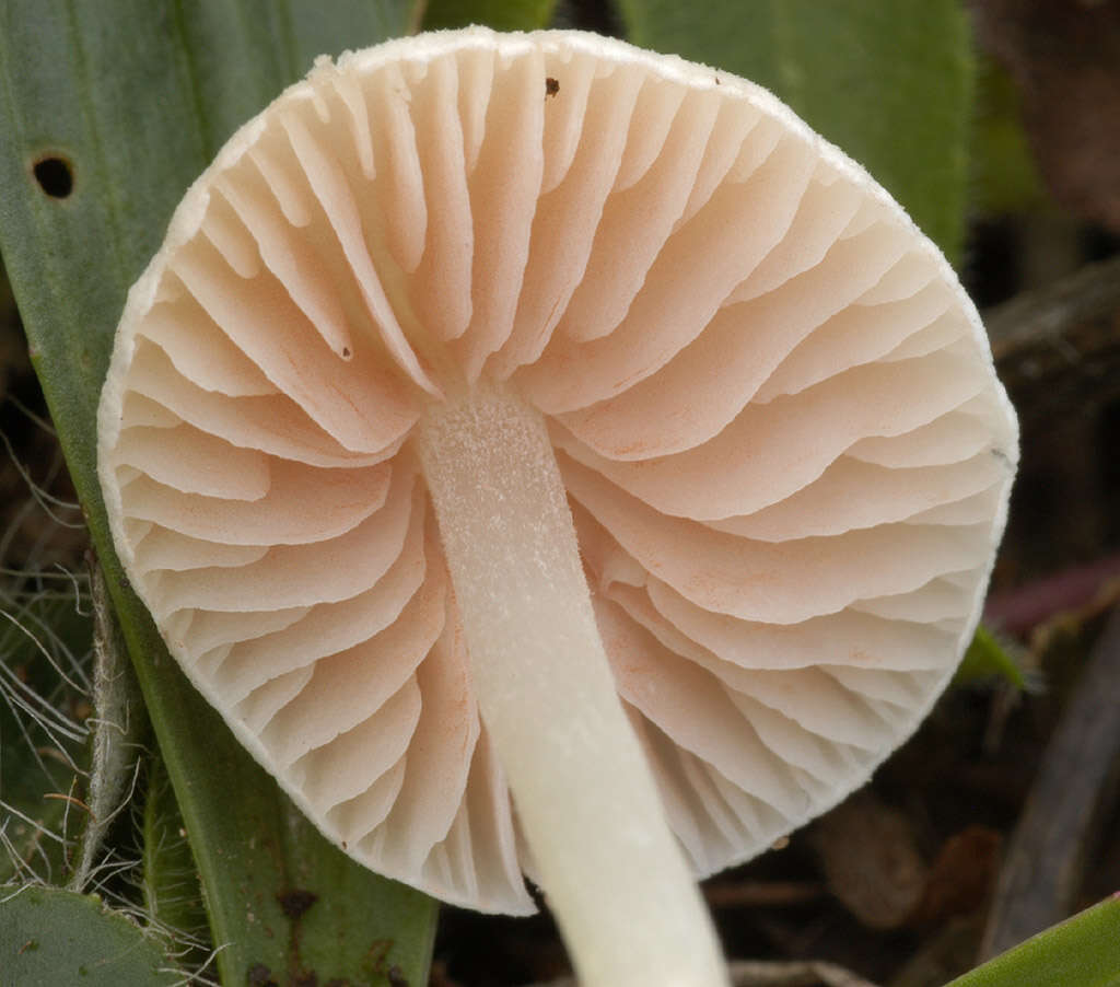 Image of Entoloma rugosum (Malençon) Bon 1983