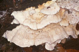 Image de Polypore blanc-de-neige