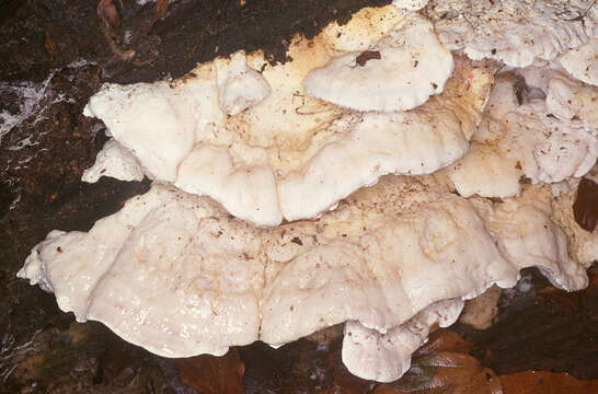 Image of White Cheese Polypore