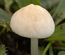 Image of Entoloma rugosum (Malençon) Bon 1983