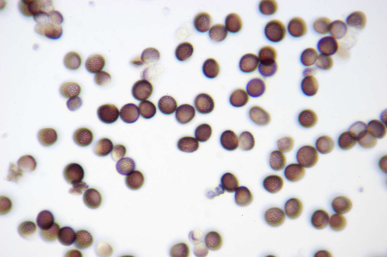 Microbotryum tragopogonis-pratensis (Pers.) R. Bauer & Oberw. 1997 resmi