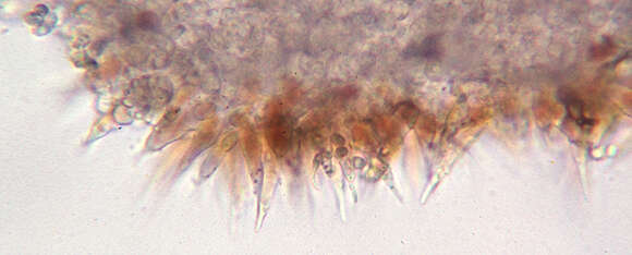 Plancia ëd Mycena sanguinolenta (Alb. & Schwein.) P. Kumm. 1871