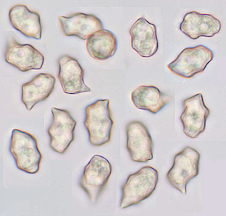 Image of Entoloma serrulatum (Fr.) Hesler 1967