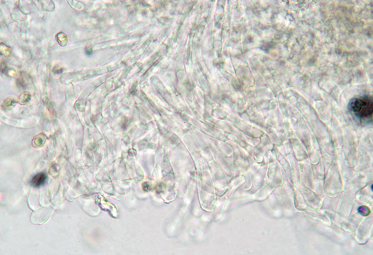 Image of Entoloma serrulatum (Fr.) Hesler 1967