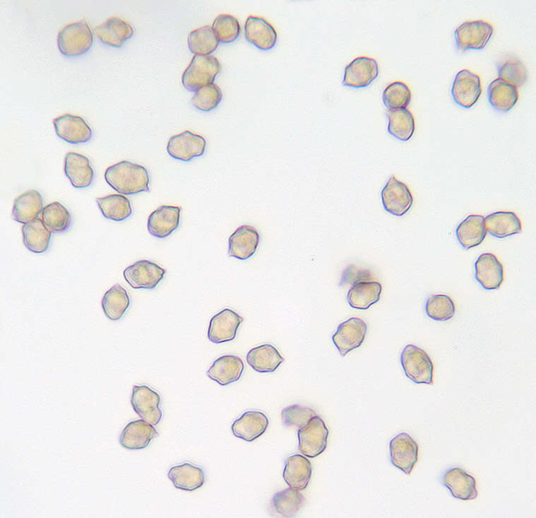 Image of Entoloma rugosum (Malençon) Bon 1983