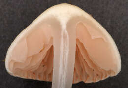 Image of Entoloma rugosum (Malençon) Bon 1983