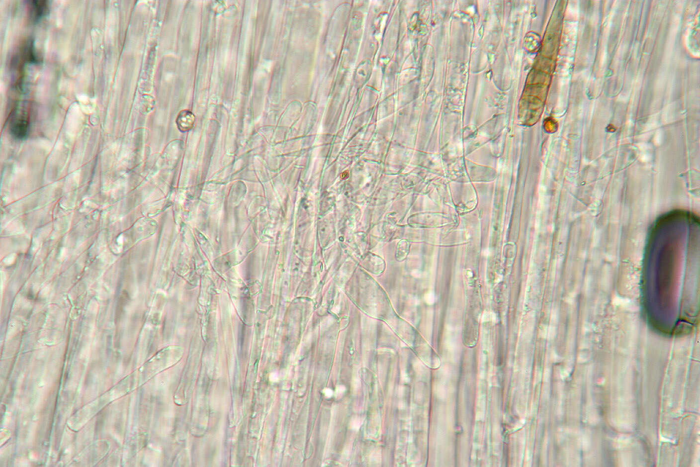 Image of Entoloma rugosum (Malençon) Bon 1983