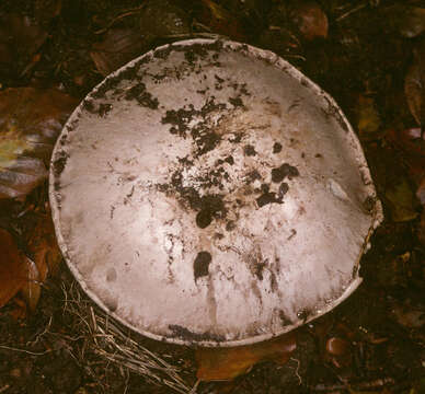 Imagem de Agaricus bitorquis (Quél.) Sacc. 1887