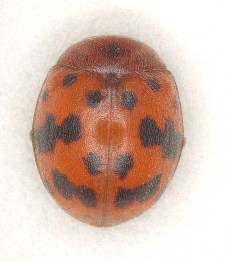 Image of Subcoccinella vigintiquattuorpunctata