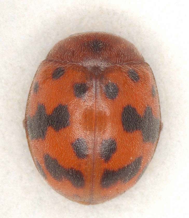 Image of Subcoccinella vigintiquattuorpunctata