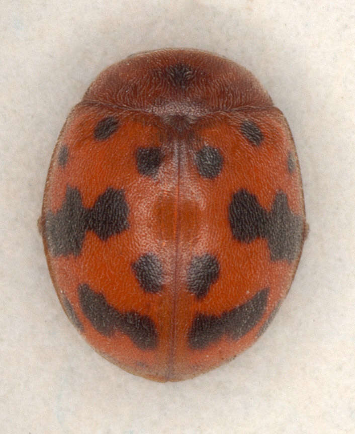 Image of Subcoccinella vigintiquattuorpunctata