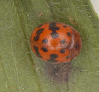 Image of Subcoccinella vigintiquattuorpunctata